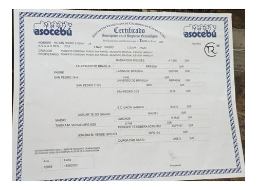 Imagen 2 de 5 de Toro Gyr Registrado Alta Genetica Alta Pureza
