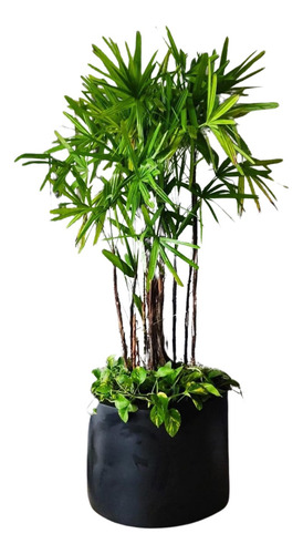 Palmera Rafis 1.70 Altura