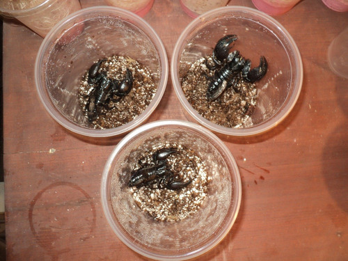 Escorpion Asiatico Heterometrus Spinifr Alimento Vivo Mantis
