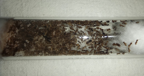 Hormiga Reina - Pheidole Sp. Mini - Colonia (Usado)