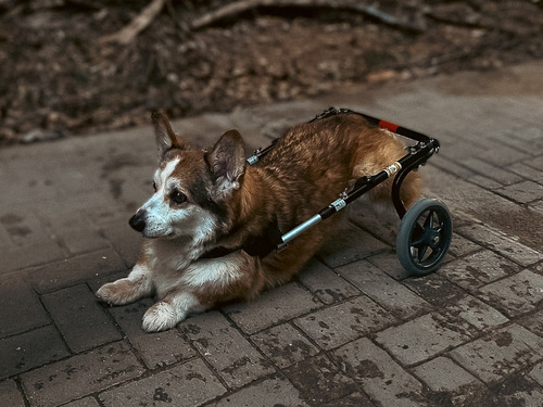 Sillas De Ruedas Para Perros - Nucleumpet