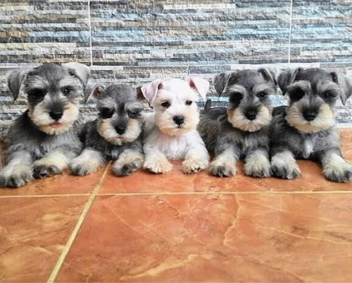 Cachorros Schnauzer 100% Puros