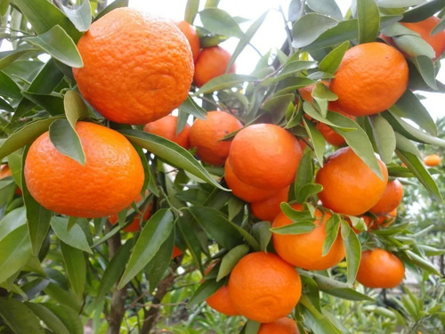 4 Arbolitos Persimonn / Mandarina / Mango Alphonso Guayaba