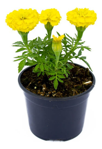 Sobre Para Sembrar 20 Plantas Florales Copetes Flor Amarilla