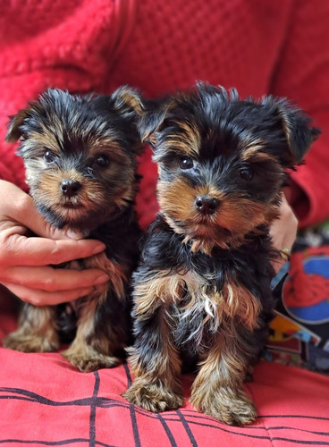 Yorkshire Cachorritas