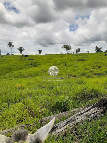Imagem 6 de 10 de Venda Sítio Buritis Em Rondônia - Si337