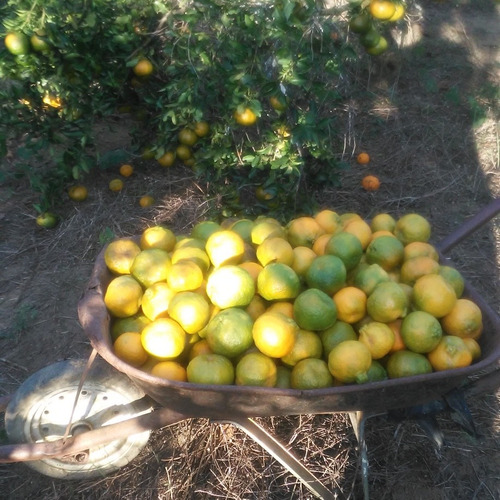 Imagem 22 de 24 de Sitio/chácara De Tangerina
