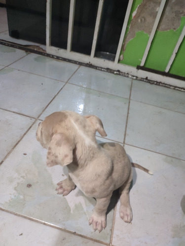 Filhote De Pit Monsters Pra Vender, Vacinados E Vermífugado