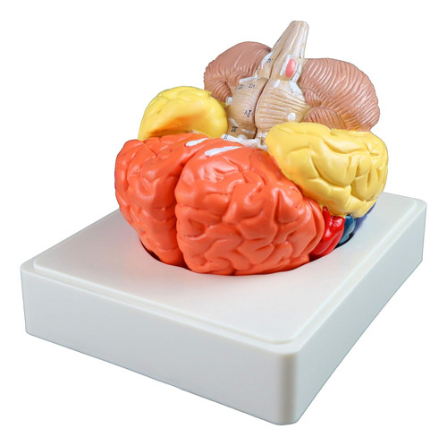 Parco Scientific Pb00108 Modelo De Cerebro Regional - 3 Part