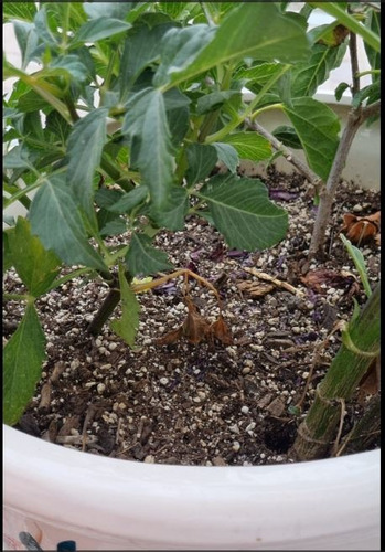 Tierra Especial Para Plantas Maceta O Suelo 15 Litros 4.5kg