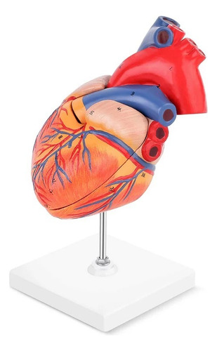 Modelo Anatómico De Corazón Tamaño Natural