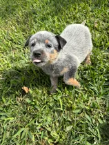 Comprar Cachorras Pastor Australiano Ganadero