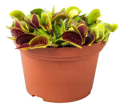 Planta Carnívora Venus Dionaea Atrapamoscas ¡con Garantía!