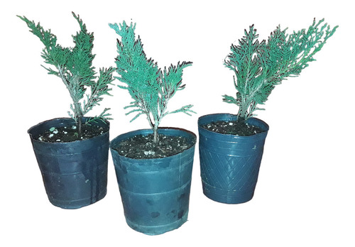 Junipero Sabina (junipero Rastrero) Para Bonsai O Jardin