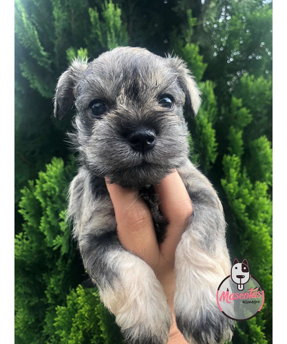 Imagen 2 de 5 de Espectaculares Cachorros Schnauwzer Mini Mascotas Rionegro