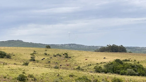 Campo 26 Has Sobre Camino Los Molles
