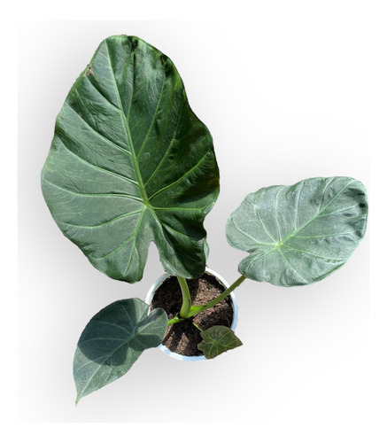 Alocasia Regal Shield