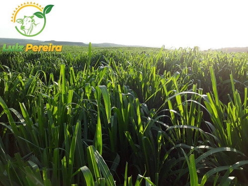 Imagem 8 de 12 de Fazenda A Venda Em Santa Maria - 1.074,48 Hectares (dupla Aptidão) - 2085