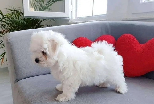 Imagen 2 de 3 de Bichon Maltes Mini A 350 Por Cada Perrito