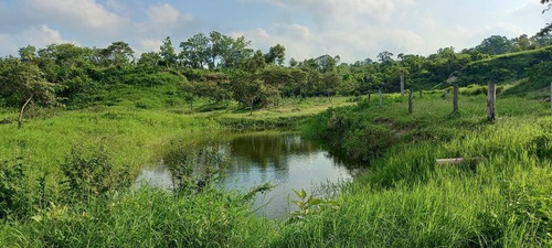 Renta Terreno 6 Hectareas Ejido La Victoria Tuxpan Veracruz