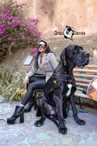 Comprar Cachorros Gran Danés Criadero Profesional Lm Arlequin, Negro