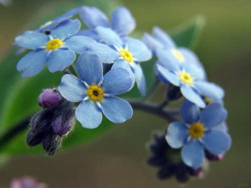 60 Sementes De Miosótis Azul Não Esqueças De Mim Flor