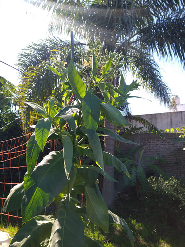 300 Semillas De Nicotiana Virginiana - Tabaco De Virginia