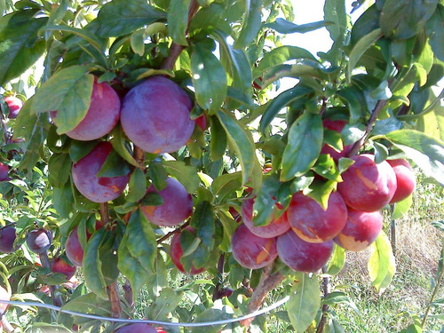 Oferta Fin Temporada Arboles Frut- Citricos, Caduc, Autoc.