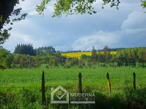 Campo 964 Ha. Con Uva, Forestal Y Forraje