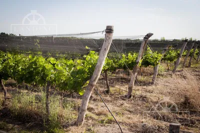 Campo en venta