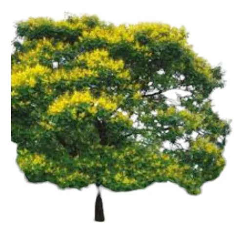 Árbol Ibirapita Sombra !!!