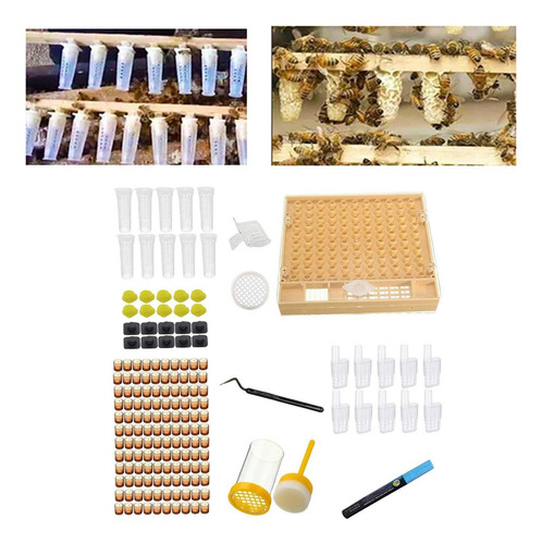 Bee Queen Jaulas Box Set Box Tamaño 13x14.8x2.8cm Catcher