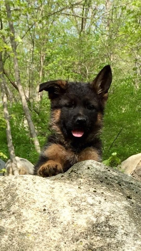 Perros Pastor Alemán Cachorros Disponibles Yopal Apartadó 