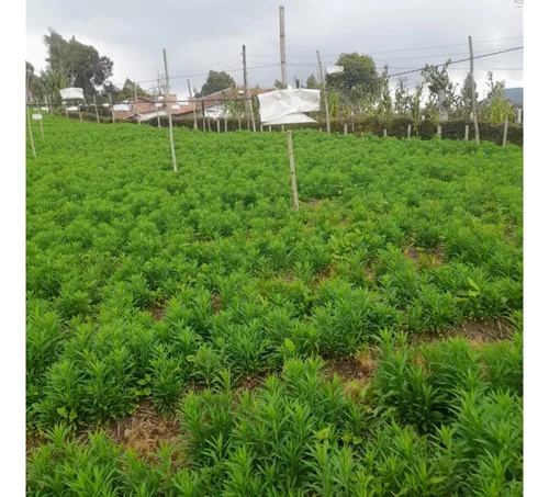 Finca En Vender En La Unión