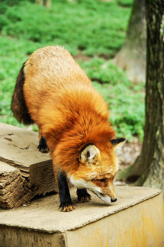 Cuadro 20x30cm Zorro Mamifero Rojo Animal Silvestre Fox M3