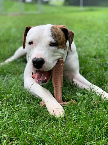 Spot Bam-bones Plus T Bone - Bamboo Fiber & Nylon, Durabl...
