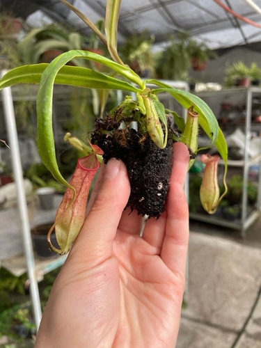 Nepenthes Eustachya Jumbo / Vitroplant