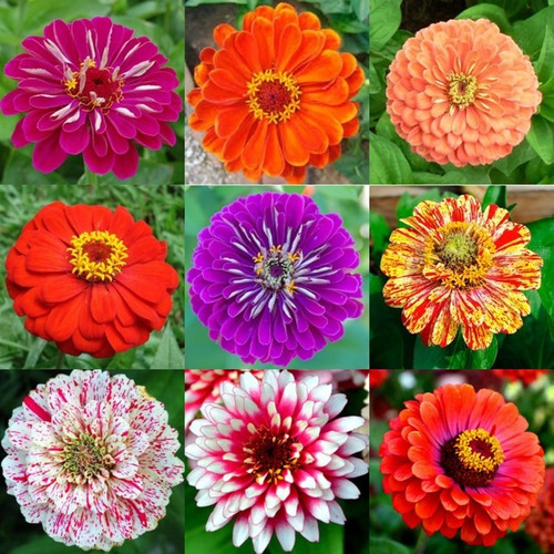 Flor Zínia Gigante Cores Sortidas Para Jardins 60 Sementes