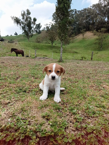 Cachorro Jack Russell Terrier Bogotá Pura Raza Animal Pets C