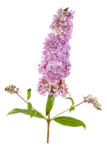 Buddleia Davidii Atrae Mariposas. Decojardin Bella Vista