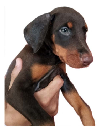 Cachorros Doberman Línea Europea