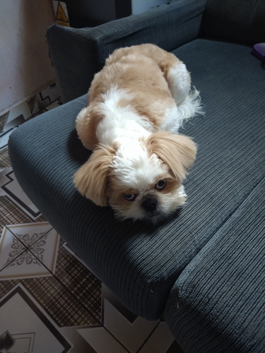 Imagem 1 de 1 de Vendo Cachorro Da Raça Shihtzu Macho Ele Tem 6 Meses