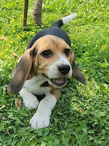 Cachorros Beagles Tricolor