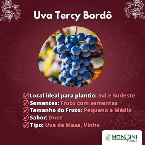 Uva Parra Grande Moscatel Rosa Blanca Francesa Isabel Negra Verde