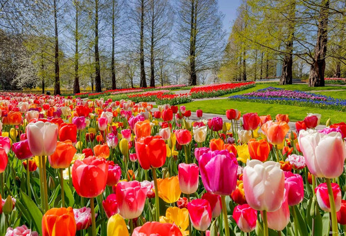 Semillas De Tulipán Raro En Maceta