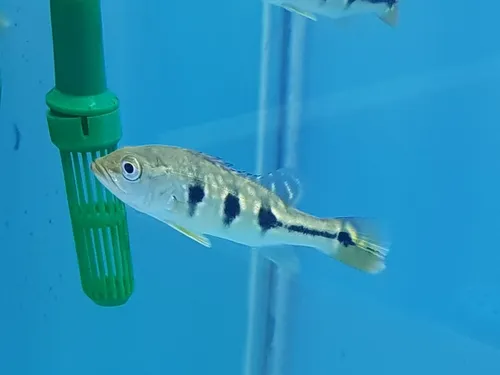 Pez Tucunaré Cichla Orinocensis Acuario Monster Tank Ciclido