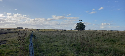 Venta Campo Durazno Forestal Ganadero 200 Has U$s 4800. Con 50 Forestadas Con Renta. 