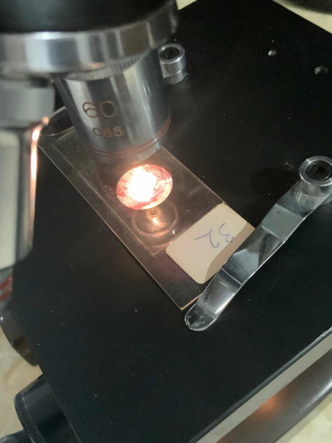 Microscopio Suift Antiguo Y Cortes Histología De Colección (Usado)