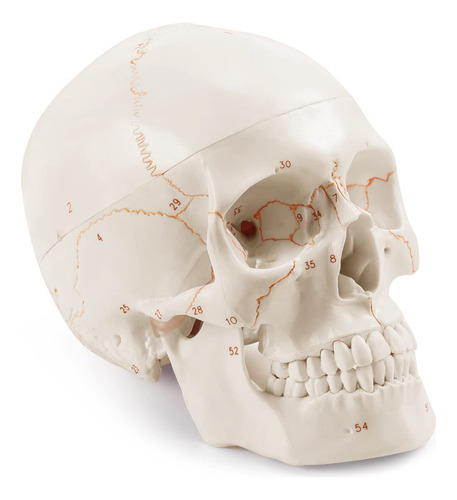 Modelo Anatómico De Cráneo Humano, De 3 Partes, Numerado, Ta