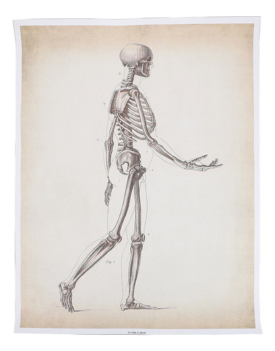 Cartas De Anatomía Humana, Póster De Anatomía, Cuerpo Humano